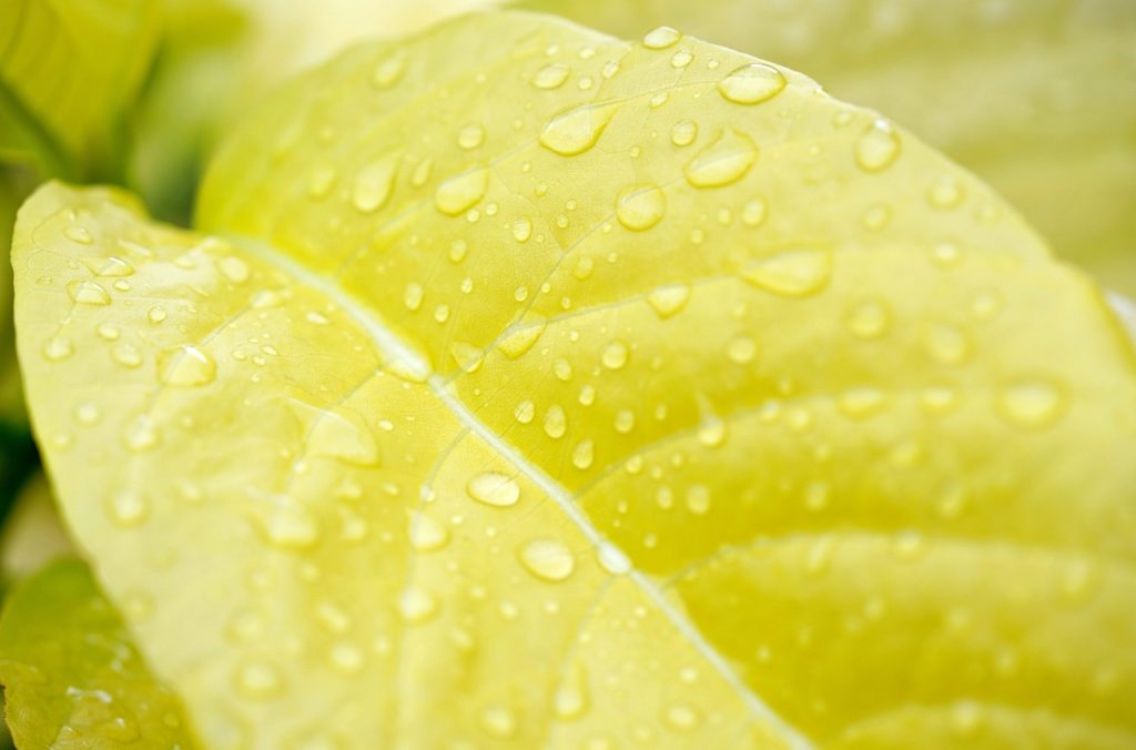 Identifier le type de jaunissement selon la plante