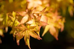 Faut-il couper les feuilles qui jaunissent ?
